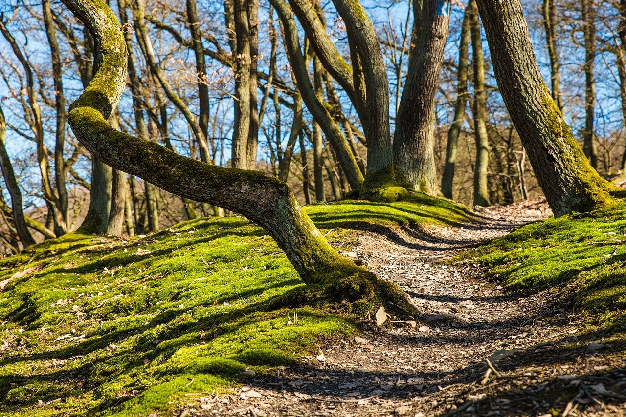 This involves adopting practices such as spending time outdoors, eating organic and unprocessed foods, and using natural remedies to address health concerns. Embracing the natural world not only promotes a healthier lifestyle but also fosters a sense of peace and connection with the environment. Let nature be your ally in the journey to a healthier, more balanced life